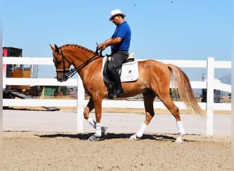 Hispano-arab, Valack, 4 år, 157 cm, Grå-flugskimmel