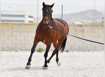 Hispano-arab, Valack, 6 år, 161 cm, Brun