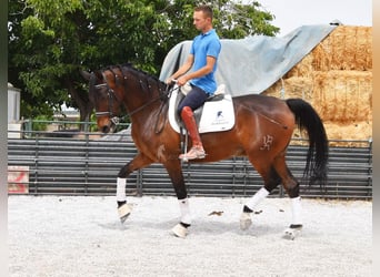 Hispano-arab, Valack, 6 år, 161 cm, Brun