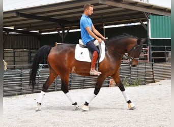 Hispano-arab, Valack, 6 år, 161 cm, Brun