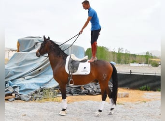 Hispano-arab, Valack, 6 år, 161 cm, Brun