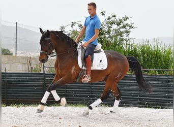 Hispano-arab, Valack, 6 år, 161 cm, Brun