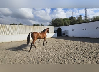 Hispano-arab, Valack, 8 år, 165 cm, Brun