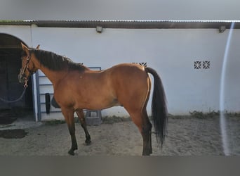 Hispano-arab, Valack, 8 år, 165 cm, Brun