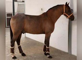 Hispano árabe, Caballo castrado, 10 años, 159 cm, Castaño