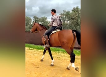 Hispano árabe, Caballo castrado, 10 años, 162 cm, Castaño