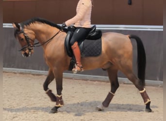 Hispano árabe, Caballo castrado, 11 años, 159 cm, Castaño