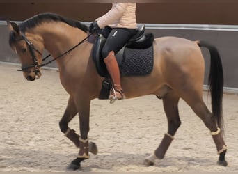 Hispano árabe, Caballo castrado, 11 años, 159 cm, Castaño