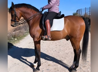 Hispano árabe, Caballo castrado, 11 años, 159 cm, Castaño