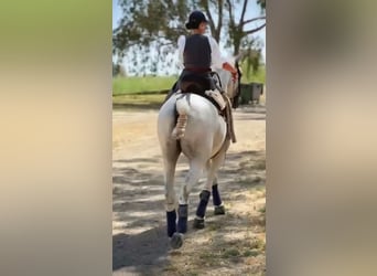 Hispano árabe, Caballo castrado, 11 años, 159 cm, Tordo