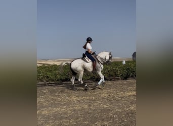 Hispano árabe, Caballo castrado, 11 años, 167 cm, Tordo picazo