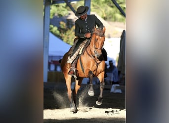 Hispano árabe, Caballo castrado, 12 años, 158 cm, Castaño