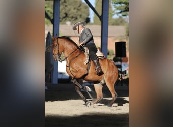 Hispano árabe, Caballo castrado, 12 años, 158 cm, Castaño