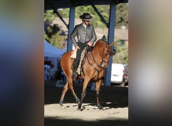 Hispano árabe, Caballo castrado, 12 años, 158 cm, Castaño