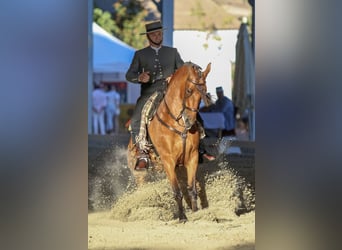 Hispano árabe, Caballo castrado, 12 años, 158 cm, Castaño