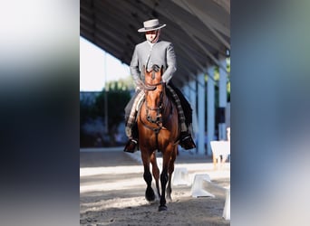 Hispano árabe, Caballo castrado, 12 años, 158 cm, Castaño