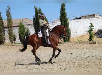 Hispano árabe, Caballo castrado, 13 años, 158 cm, Castaño