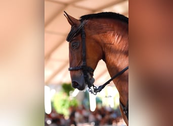 Hispano árabe, Caballo castrado, 13 años, 158 cm, Castaño