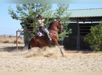 Hispano árabe, Caballo castrado, 13 años, 158 cm, Castaño