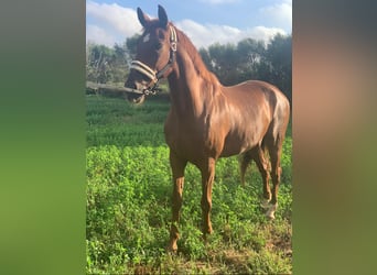 Hispano árabe Mestizo, Caballo castrado, 13 años, 162 cm, Alazán