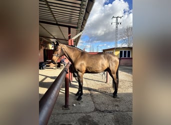 Hispano árabe, Caballo castrado, 13 años, 169 cm, Castaño claro