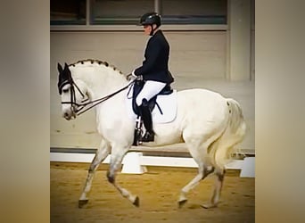 Hispano árabe, Caballo castrado, 14 años, 165 cm, Tordo rodado