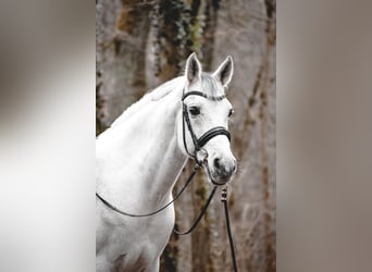 Hispano árabe, Caballo castrado, 14 años, 165 cm, Tordo rodado