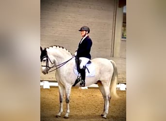 Hispano árabe, Caballo castrado, 14 años, 165 cm, Tordo rodado