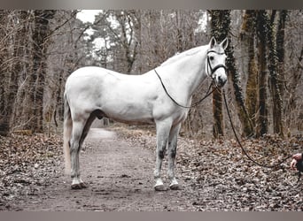 Hispano árabe, Caballo castrado, 14 años, 165 cm, Tordo rodado