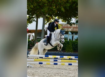 Hispano árabe Mestizo, Caballo castrado, 19 años, 148 cm, Tordo