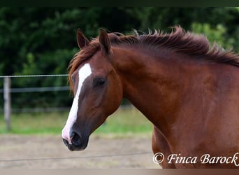 Hispano árabe, Caballo castrado, 3 años, 155 cm, Alazán