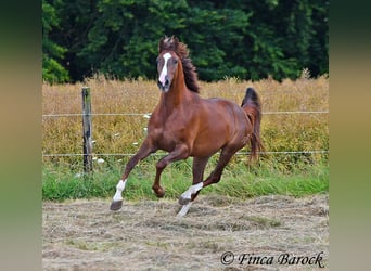 Hispano árabe, Caballo castrado, 3 años, 155 cm, Alazán