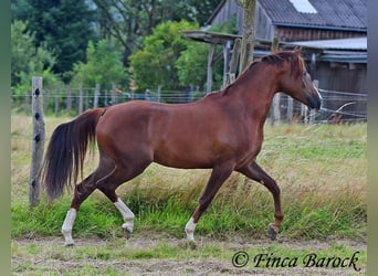 Hispano árabe, Caballo castrado, 3 años, 155 cm, Alazán