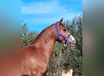Hispano árabe, Caballo castrado, 3 años, 155 cm, Alazán