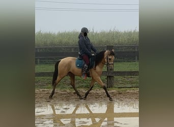 Hispano árabe, Caballo castrado, 4 años, 150 cm, Buckskin/Bayo