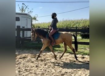 Hispano árabe, Caballo castrado, 4 años, 150 cm, Buckskin/Bayo