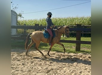 Hispano árabe, Caballo castrado, 4 años, 150 cm, Buckskin/Bayo