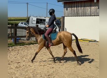 Hispano árabe, Caballo castrado, 4 años, 150 cm, Buckskin/Bayo