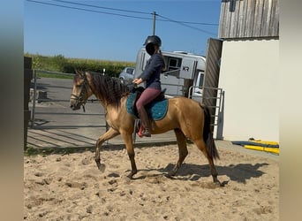 Hispano árabe, Caballo castrado, 4 años, 150 cm, Buckskin/Bayo