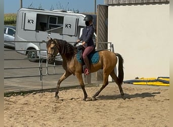 Hispano árabe, Caballo castrado, 4 años, 150 cm, Buckskin/Bayo