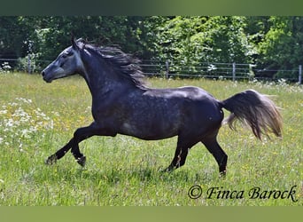 Hispano árabe, Caballo castrado, 4 años, 150 cm, Tordo