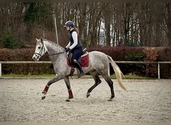 Hispano árabe, Caballo castrado, 4 años, 154 cm, Tordo
