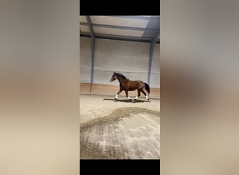 Hispano árabe, Caballo castrado, 4 años, 155 cm, Castaño