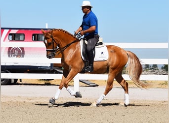 Hispano árabe, Caballo castrado, 4 años, 157 cm, Tordo picazo