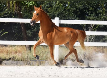 Hispano árabe, Caballo castrado, 4 años, 157 cm, Tordo picazo