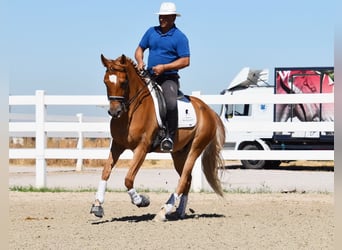 Hispano árabe, Caballo castrado, 4 años, 157 cm, Tordo picazo