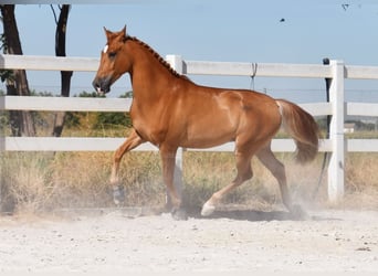 Hispano árabe, Caballo castrado, 4 años, 157 cm, Tordo picazo