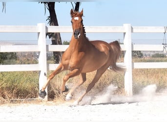 Hispano árabe, Caballo castrado, 4 años, 157 cm, Tordo picazo