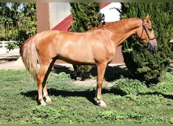 Hispano árabe, Caballo castrado, 4 años, 157 cm, Tordo picazo