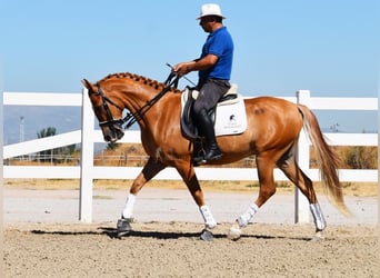 Hispano árabe, Caballo castrado, 4 años, 157 cm, Tordo picazo